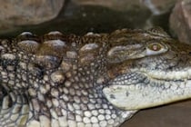 「自撮りのためにやった」　動物園でワニの檻に飛び込みデスロールで攻撃された男性を選択 「自撮りのためにやった」　動物園でワニの檻に飛び込みデスロールで攻撃された男性