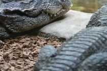 まるで現代の恐竜…！　お互いに噛みつき合う2匹のワニに震え上がる