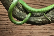 世界最小のヘビを発見　「ちっちゃ！」「とても可愛い」