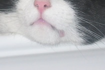 「このままでは車に轢かれてしまう」　道端にポツンといた猫と犬派の女性の物語が23万回再生