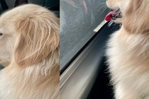 お出かけ前の犬のギャップに2万人が爆笑！　「差が激しすぎる」