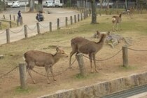 「議員になってから本当に中国人が減った」　へずまりゅうの主張に奈良市「そのような報告はない」