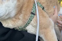 「この子は大きいけどハスキー？」　散歩中よく会う人に勘違いされていた柴犬の姿に1万人納得