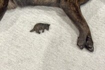 ダイソーで買った犬の置き物をアレンジしたら…　1万人が「めちゃくちゃそっくり」と驚きの声