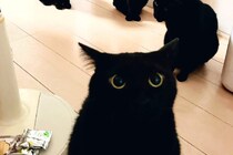 残像残りすぎ！　5匹の黒猫が並ぶ様子に「コピペしたみたい」「目がバグった」