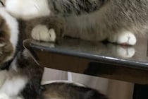 「すごいタイミングで撮れた1枚！」　奇跡のシンクロを見せた2匹の猫