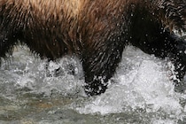 「クマを見たよ！」　家族に写真を送っていた2日後に死亡