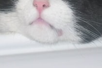 「このままでは車に轢かれてしまう」　道端にポツンといた猫と犬派の女性の物語が23万回再生