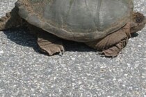 起き上がれなくなっていた亀　仲間の行動に「実は亀って頭がいいんだ！」