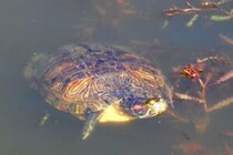 「これからの成長が気になる」　2つの頭がある亀