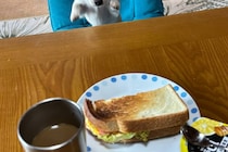 「飼い主ガチ焦りの瞬間」　その光景に1万人「完全に狙ってる顔！」