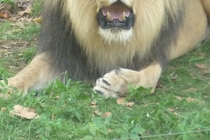 ライオンの恐ろしさを再認識…！　サファリパークで襲われた飼育員が即死