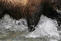 「クマを見たよ！」　家族に写真を送っていた2日後に死亡