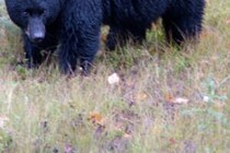 森で「こっちに来いよ！」と挑発　クマに突進され崖から登山客が転落死を選択 森で「こっちに来いよ！」と挑発　クマに突進され崖から登山客が転落死