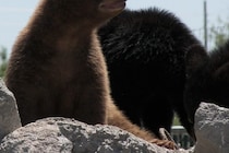 裏庭にいた犬が大ピンチ！　クマに襲われ脚を噛まれた男性