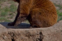 クマ愛好家でも… 　恋人と共に襲われ射殺したクマの胃袋から遺体発見