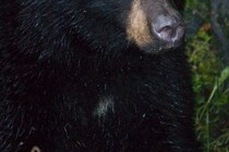 「落ち着いて対処していてすごい」　クマに遭遇も女性が見せた冷静さ