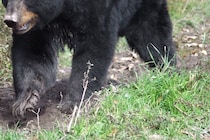 YouTubeに夢中で…　15歳の少年が気付かずクマに2回襲われる