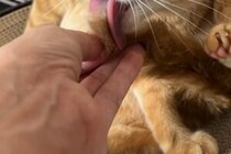 「持ってくれるの？ありがとう！」　毛繕い中、飼い主の気配りに喜ぶ猫に6万人が癒される！を選択 「持ってくれるの？ありがとう！」　毛繕い中、飼い主の気配りに喜ぶ猫に6万人が癒される！
