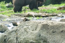 こんな住宅街にまで…　マンション前の階段をうろついていたクマ