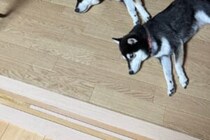 寝転んでいる柴犬の近くにいたのは？　4万人がほのぼのした「完璧な並び順」を選択 寝転んでいる柴犬の近くにいたのは？　4万人がほのぼのした「完璧な並び順」