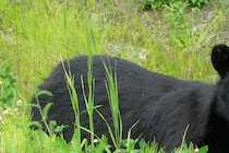 スマホには最後の瞬間が…　クマに襲われた登山家が崖下へ転落し死亡