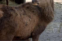 「絶対許さん」とブチギレも…　へずまりゅうを探し回る中国人が出現