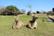 「パトロールしたのにこの仕打ち」　鹿を守っていたへずまりゅう、愛護会への入会を断られる