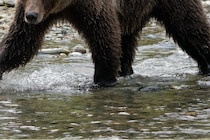 緊迫した映像…！　クマに遭遇も後退りしながらスマホで様子を撮影