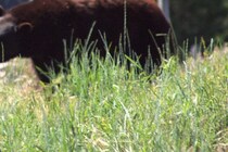 裏庭にいただけなのに…　7歳の男の子がクマに襲われ負傷