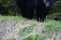 バイクで走行中クマに遭遇　エサを与えようとし母グマに引き摺り込まれ死亡を選択 バイクで走行中クマに遭遇　エサを与えようとし母グマに引き摺り込まれ死亡