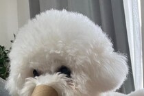 今何を考えているのか…？　飼い主が困惑した犬の姿に7万人も共感