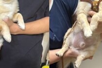 5万人が感じた「態度が変わりすぎ！」　抱っこする人で表情に差がついたチワワ