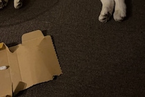 イカをどこに発送しようと…？　犬の行動に1万人がいいね