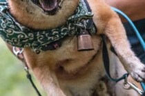 楽しかったんだろうな…！　山歩きを満喫した犬の表情に4万人がときめく