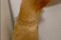 え、まさかお風呂なんてことはないですよね？　入浴準備をする飼い主に震える犬