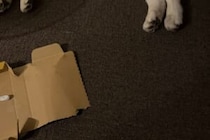 イカをどこに発送しようと…？　犬の行動に1万人がいいね