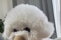 今何を考えているのか…？　飼い主が困惑した犬の姿に7万人も共感