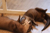 日本のカフェのカワウソ、タイ密猟地とDNA一致　違法取引の疑いを専門家指摘