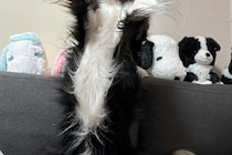 ウォー！　元気いっぱいなポーズをとるボーダーコリーに3万人が「進化の瞬間を見た！」