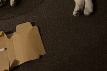 イカをどこに発送しようと…？　犬の行動に1万人がいいね