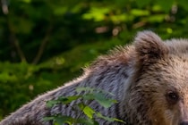 この勇気はすごい…！　自宅玄関前でクマに遭遇した男性が取った咄嗟の行動