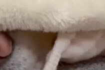 毛布に包まれていたのは？　6000人が「守ってあげたくなる」とキュン！