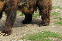 テントに食べ物を放置していたら…　クマが襲いかかり3歳児が怪我