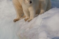 街中でもとうとう… 　学校前で母子がホッキョクグマに襲われ死亡