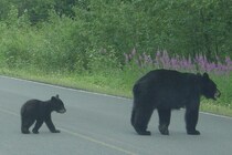 「自然に溶け込んでいる…」　動物園に侵入した野生のクマに飼育員も興味津々