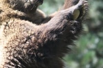 目の前で崖から落とされ…　恋人の通報虚しくクマに襲われ女性が死亡