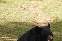 犬も怖かっただろうに…　民家に侵入し冷蔵庫内を漁ったクマ