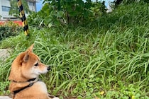 「犬見知り」な犬が見せた行動が？　立ち姿に約1万人が「いいね」