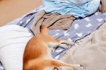 この寝方は反則級…！　約1万人が羨ましいと感じた柴犬の寄り添い姿勢